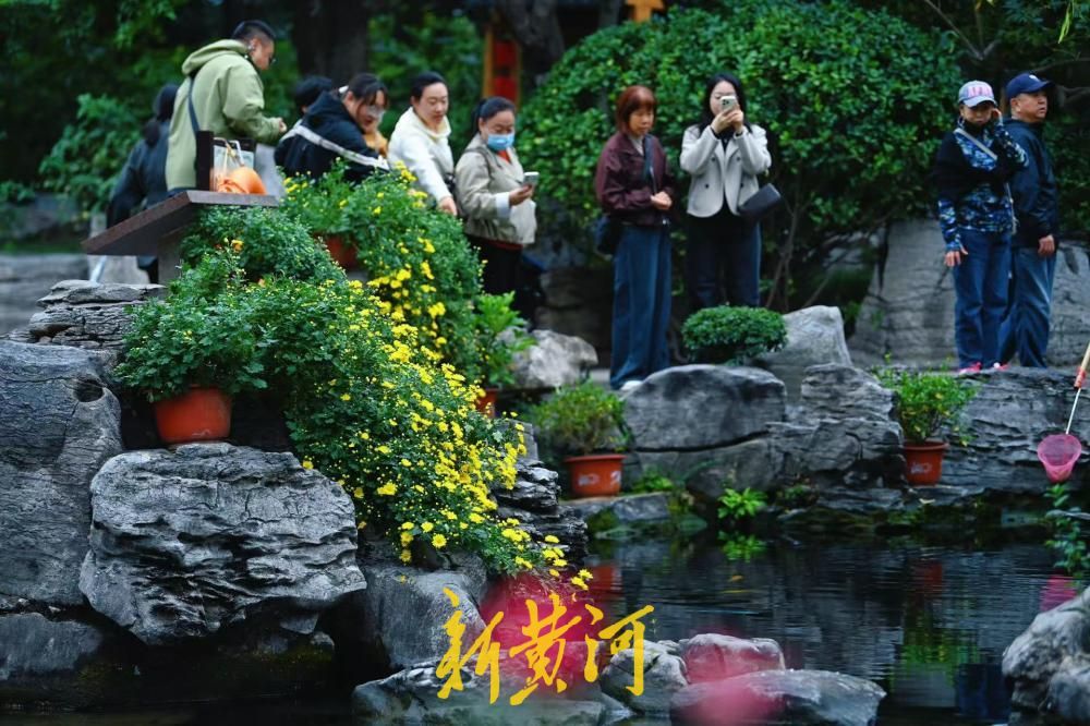 泉城秋风瑟瑟，五龙潭雏菊次第绽放
